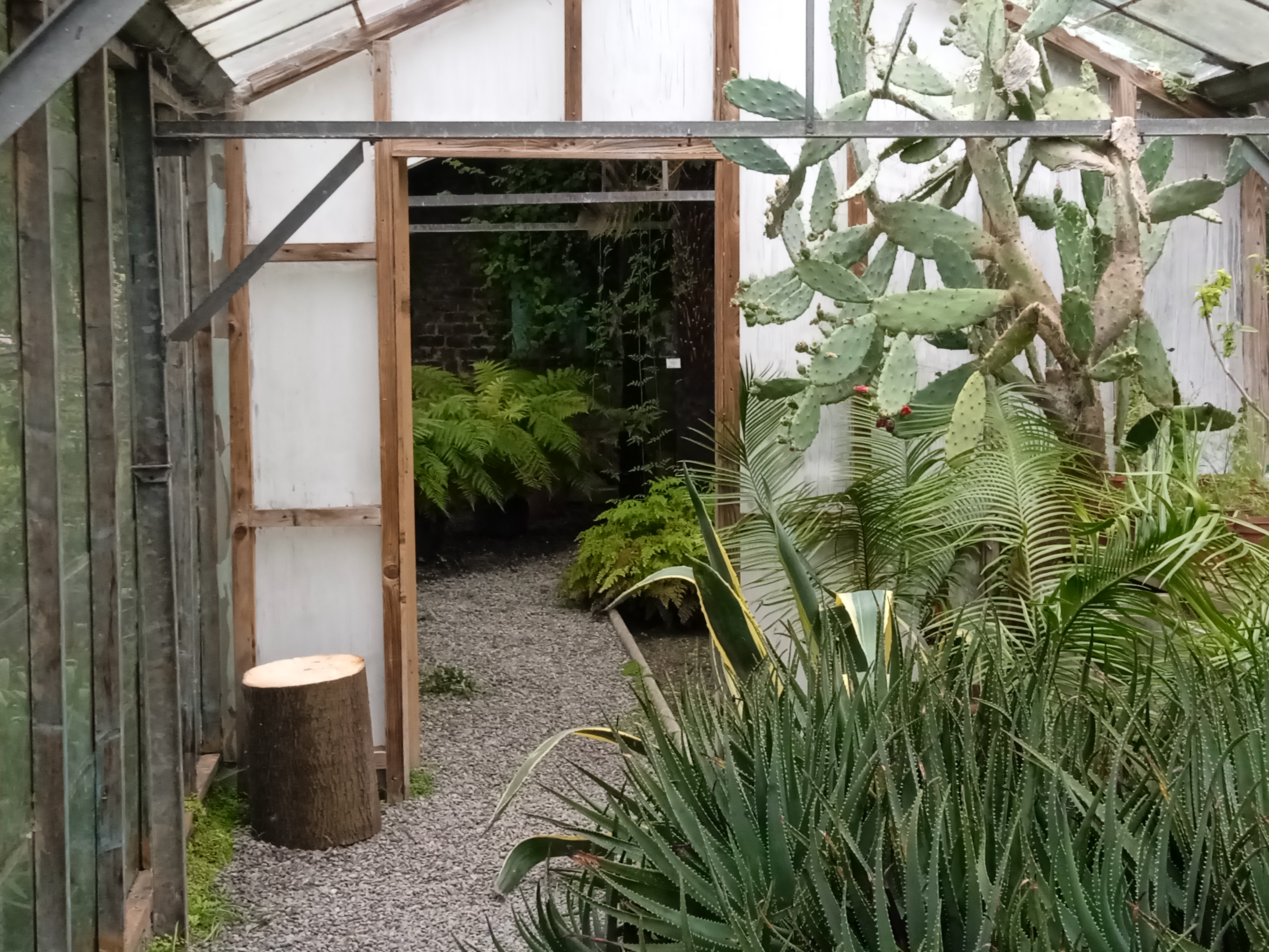 Image of Greenhouse with tree stump seating